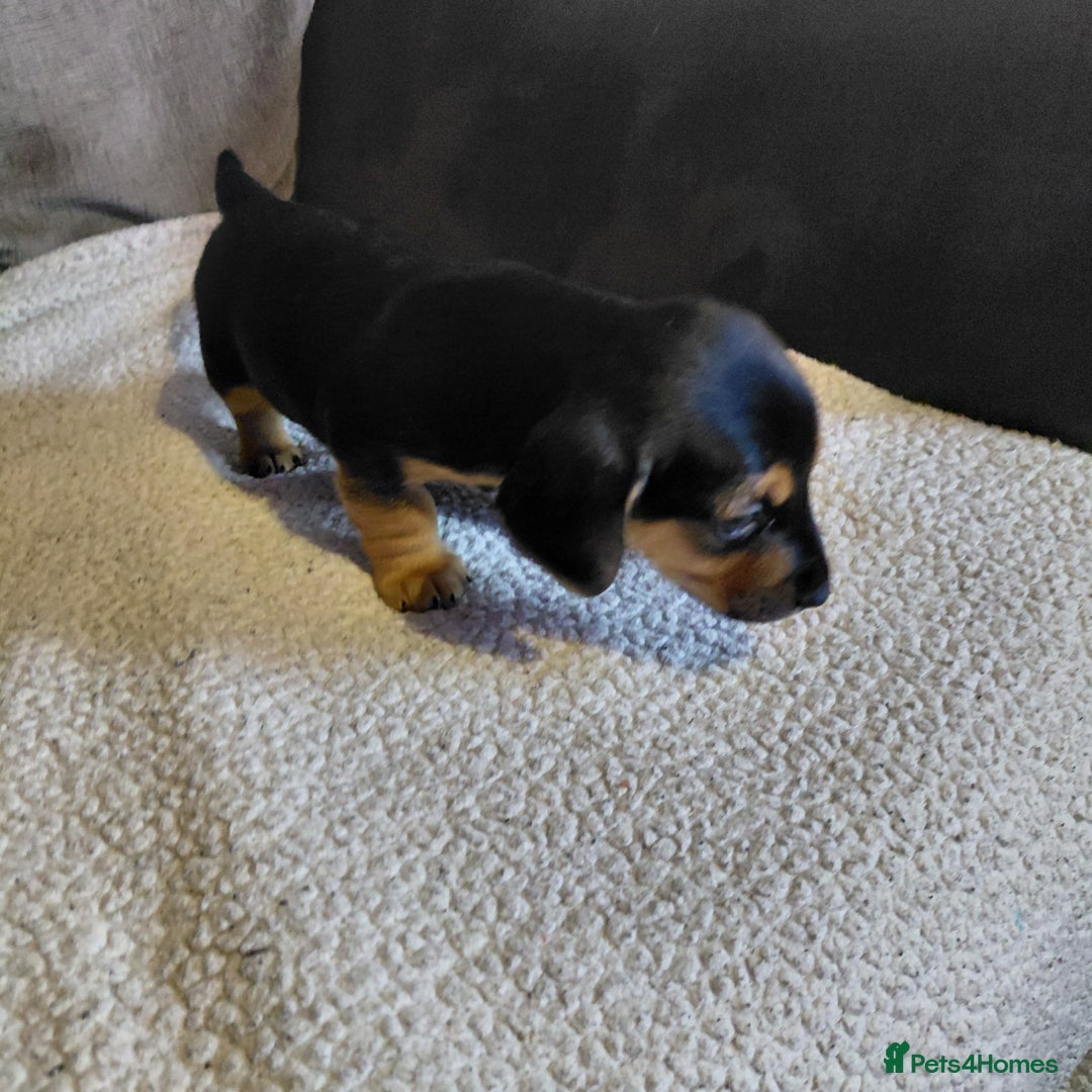Mixed Breed dogs for sale: Dachshund x jack russle - Image 6