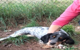 English Setter dogs for adoption: Olaf  - Image 11