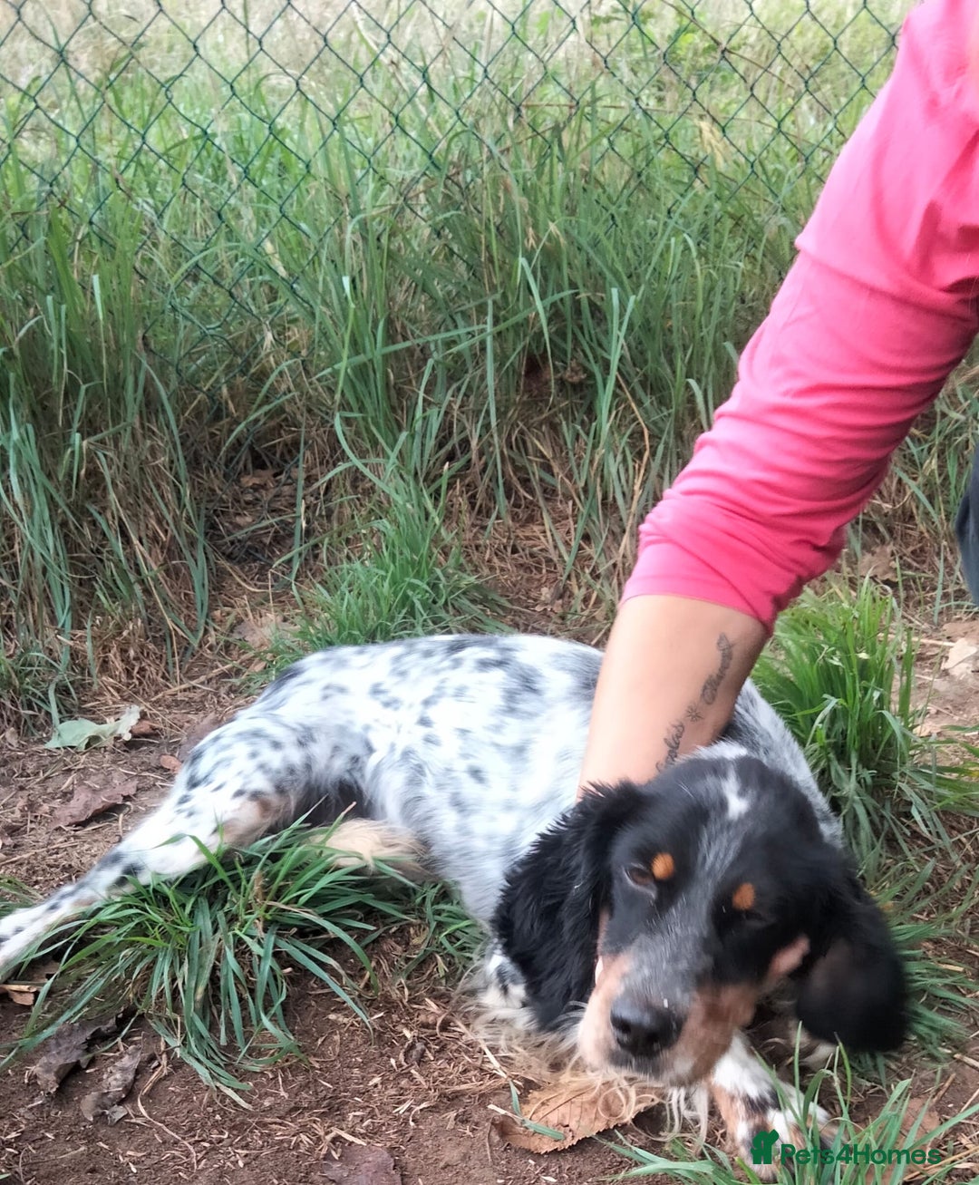 English Setter dogs for adoption: Olaf  - Image 11