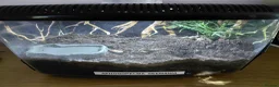 Tarantulas invertebrates for sale: Costa Rican Zebra - Advert 3