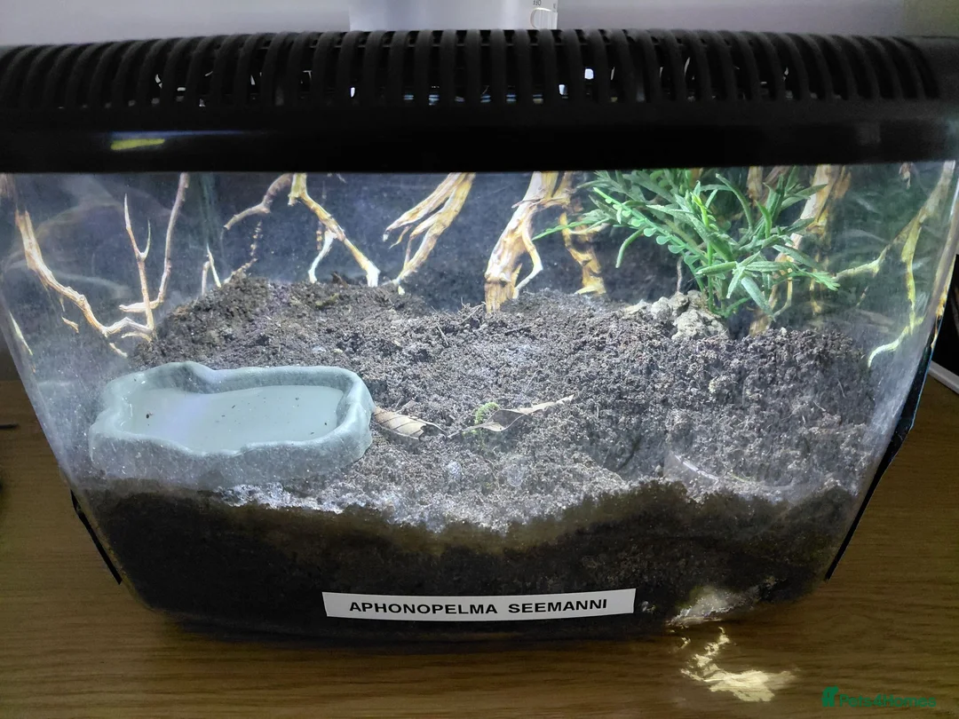 Tarantulas invertebrates for sale: Costa Rican Zebra - Advert 3