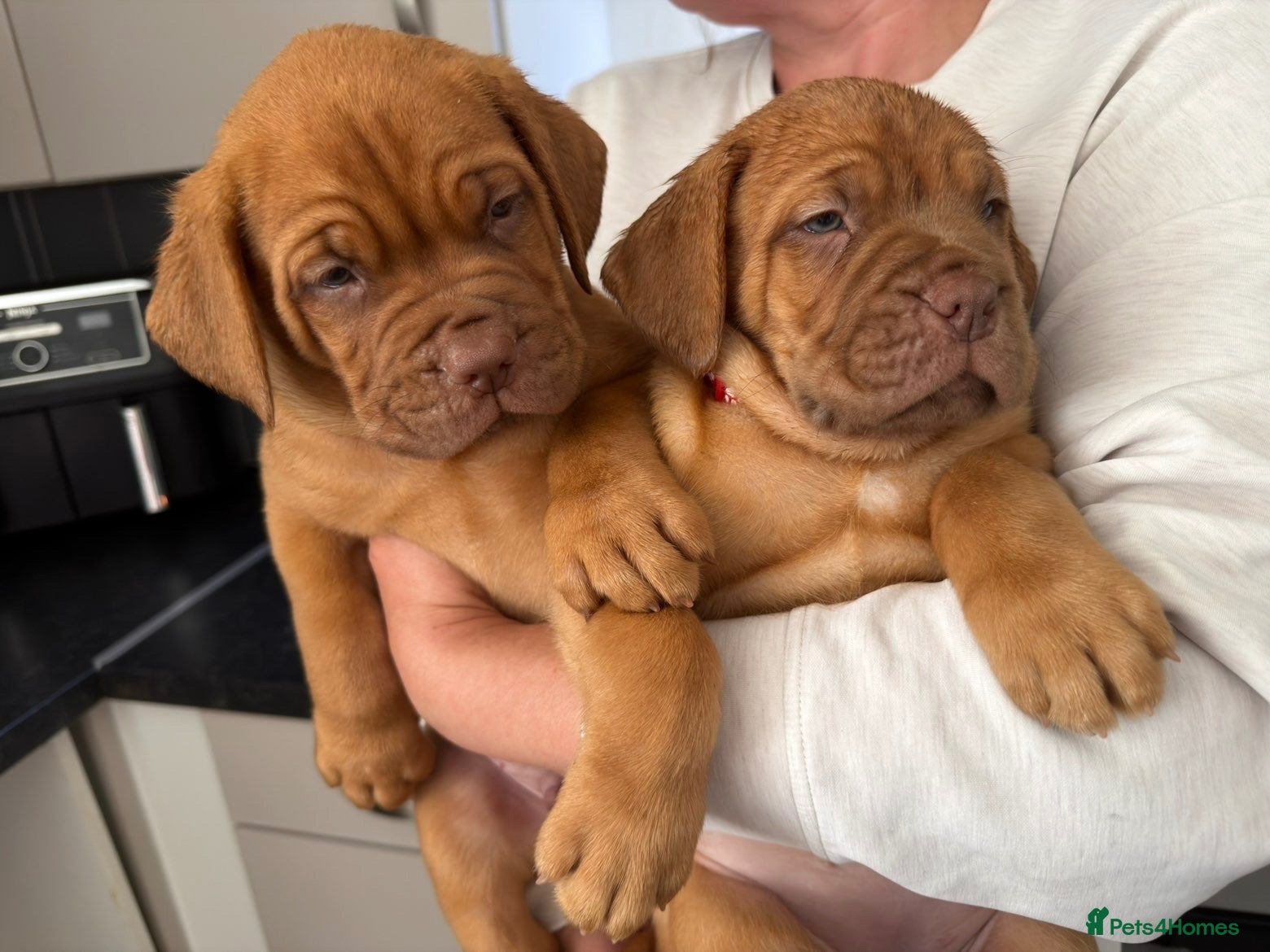 Dogue De Bordeaux dogs Dogue de Bordeaux 🐶 last 3 remaining 💙💙🩷🩷 - Advert 1