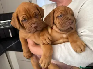 Dogue De Bordeaux dogs Dogue de Bordeaux 🐶 last 3 remaining 💙💙🩷🩷 - Advert 13