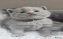 British Shorthair cats for sale: GCCF British Shorthair Kittens Champion - Image 12