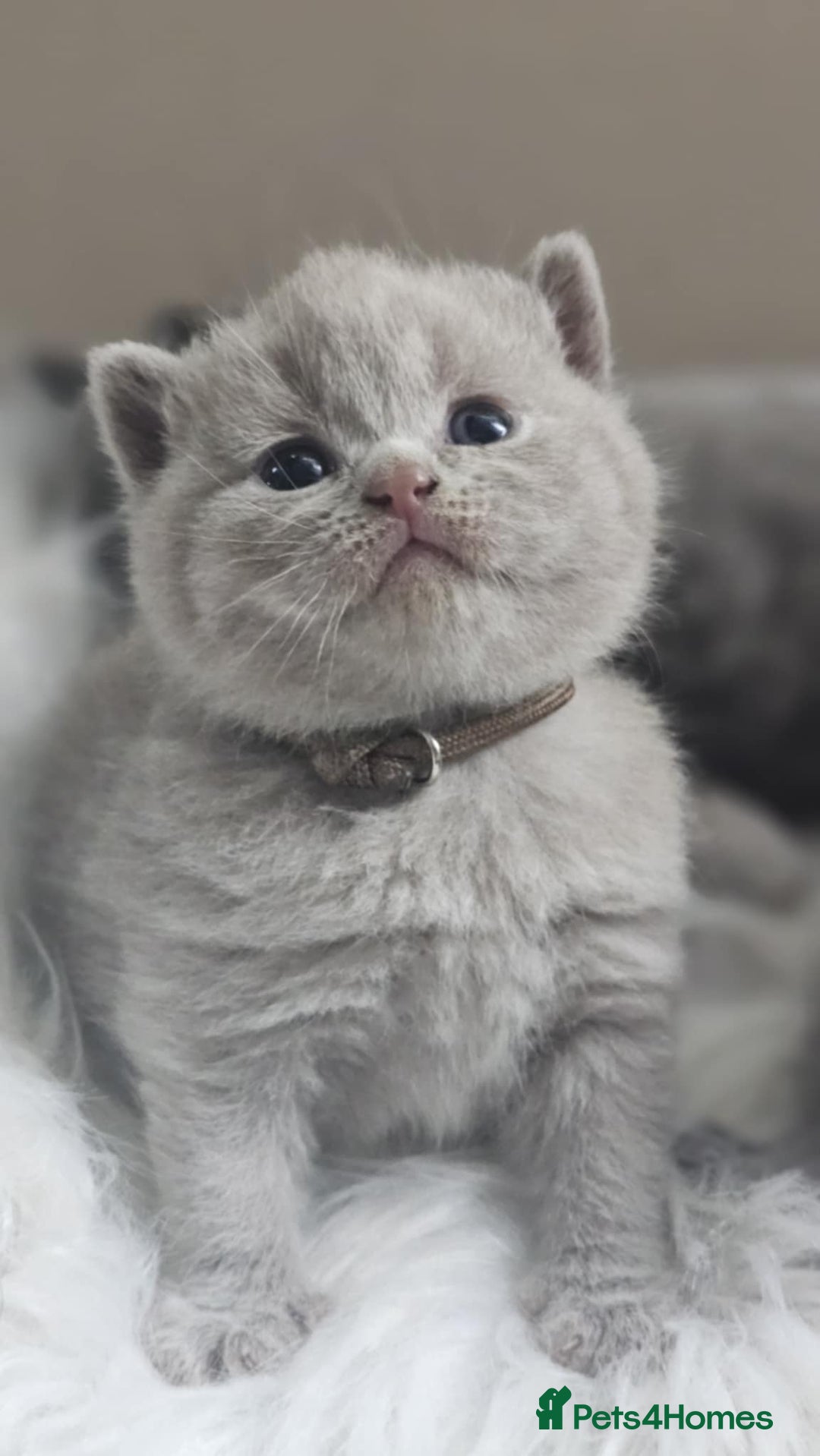 British Shorthair cats for sale: GCCF British Shorthair Kittens Champion - Image 12