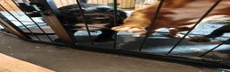 Cocker Spaniel dogs for sale: Cocker spaniel puppies (2 male available) in Alfreton - Advert 16