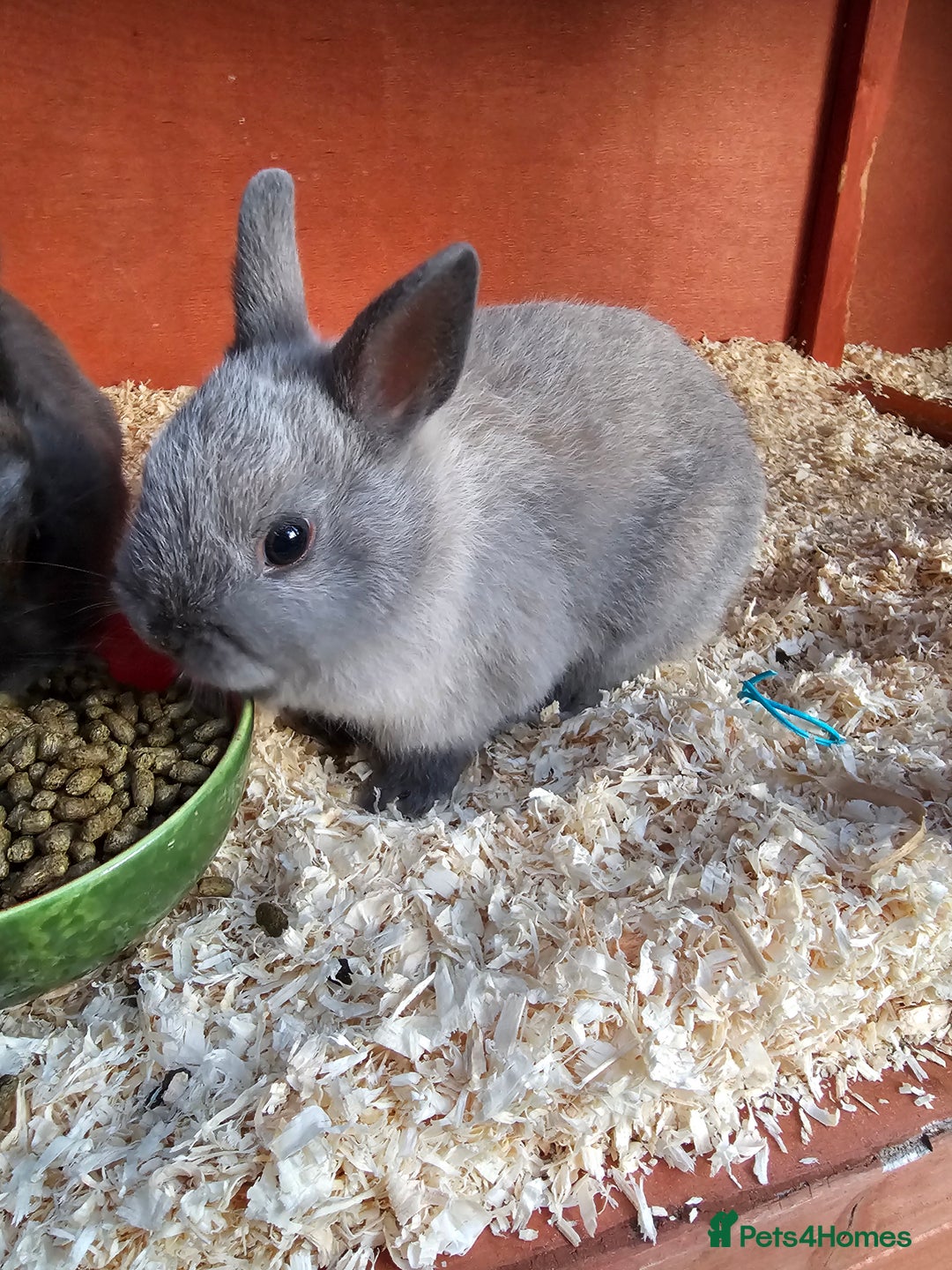 Netherland Dwarf rabbits for sale: *READY 13th JULY* Iron Grey netherland dwarf in Clacton-on-Sea - Image 1