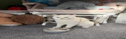 British Shorthair cats for sale: Chinchilla British short hair - Advert 3