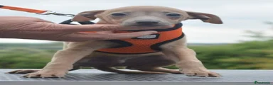Italian Greyhound Puppy 5