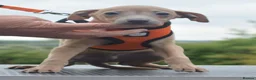 Italian Greyhound dogs for sale: Kc registered Italian greyhound pups  - Advert 9