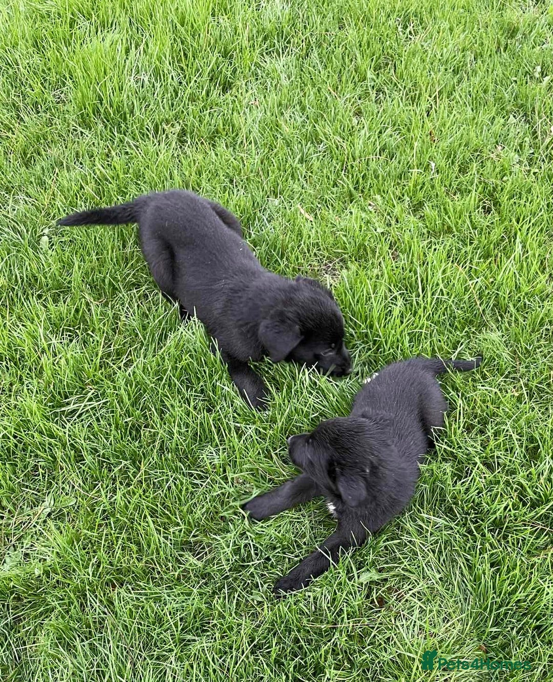 Labrador Retriever dogs for sale: Fabulous Lab x Border Collies - Advert 11