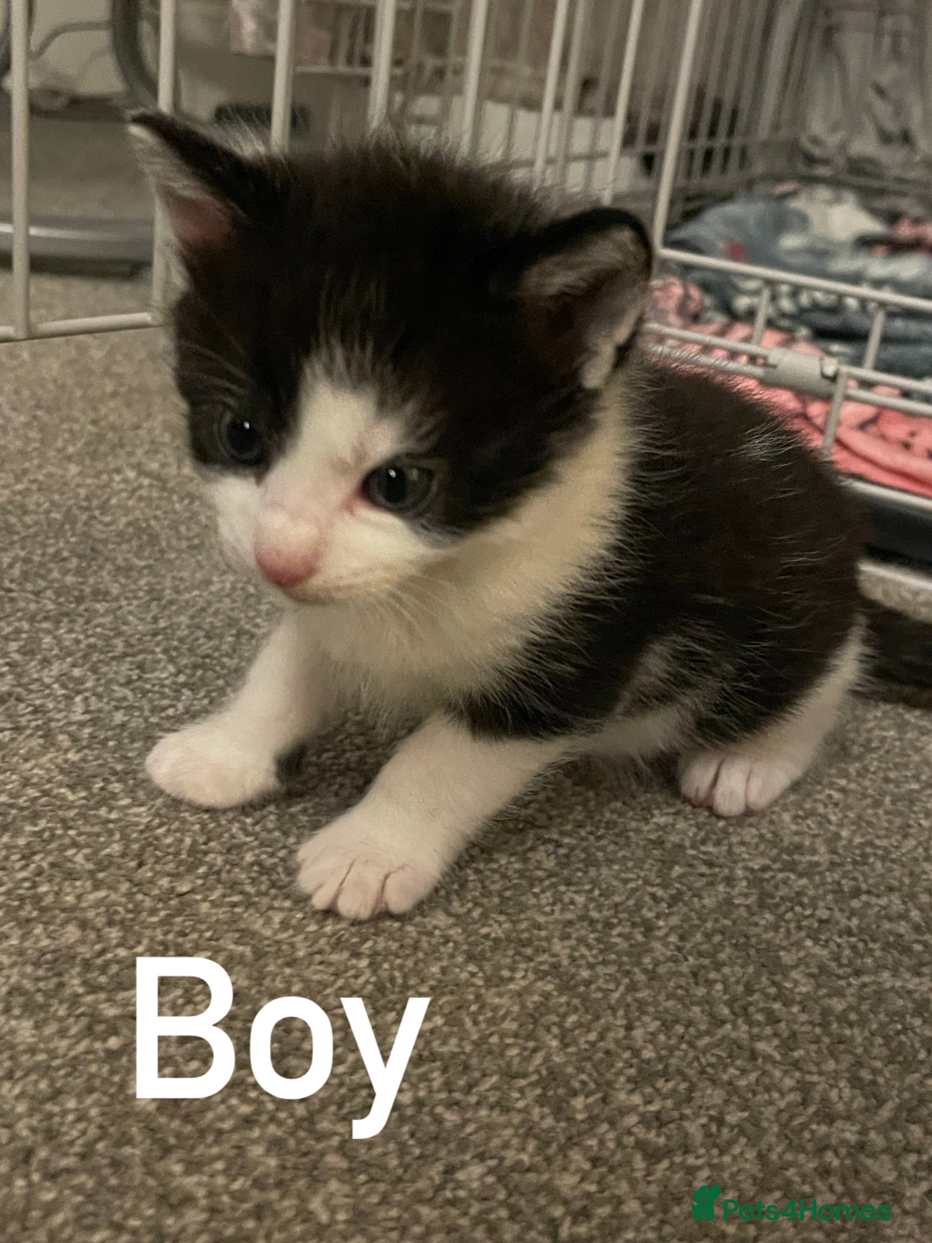 British Shorthair cats 2 LEFT BEAUTIFUL KITTENS - Advert 3