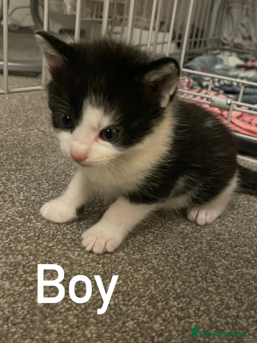 British Shorthair cats for sale: 2 LEFT BEAUTIFUL KITTENS - Advert 1