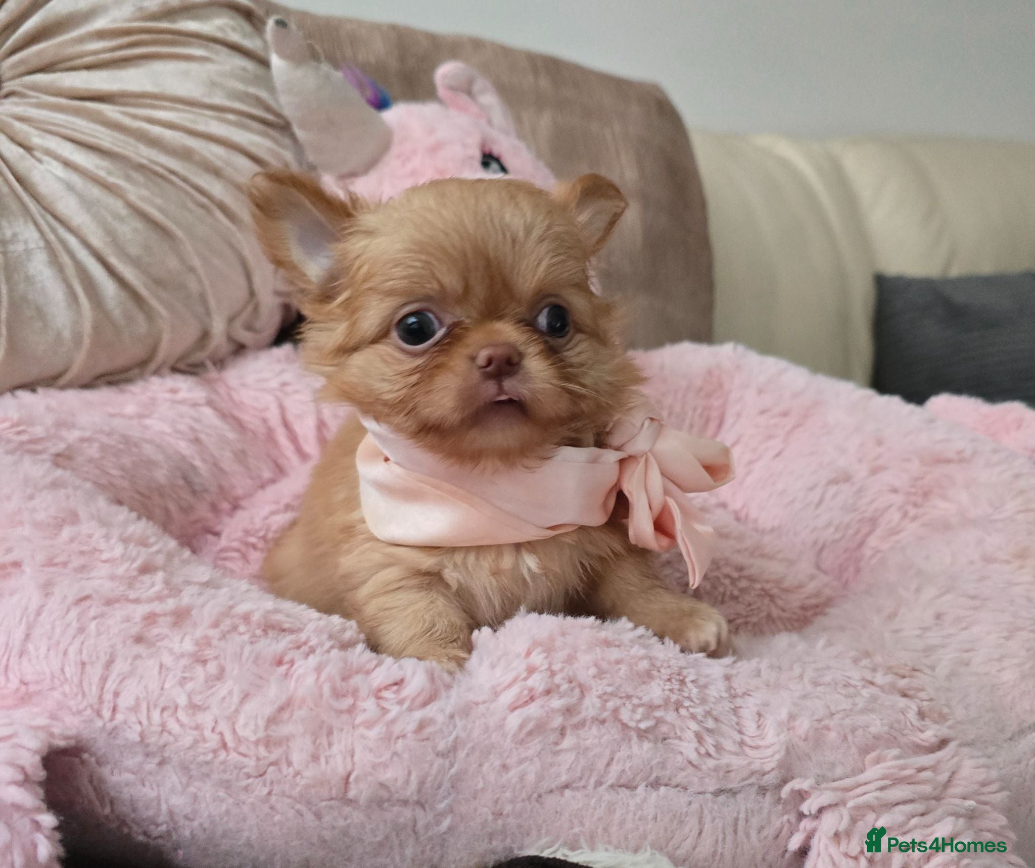 Chihuahua dogs Xx stunning kc chihuahua longcoat puppies Xx - Advert 1