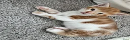 Mixed Breed cats for sale: Gorgeous ginger kittens  - Advert 19