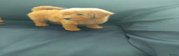 Cavapoo dogs for sale: Beautiful cavapoo puppies  - Advert 12