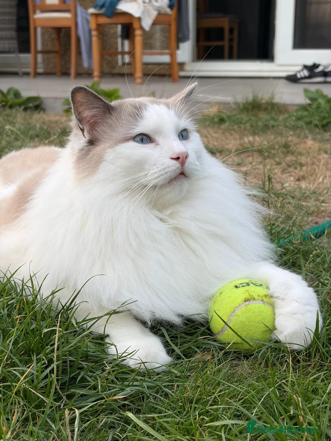 Ragdoll cats for sale: Two Ragdolls for Rehoming in Ilford - Advert 2