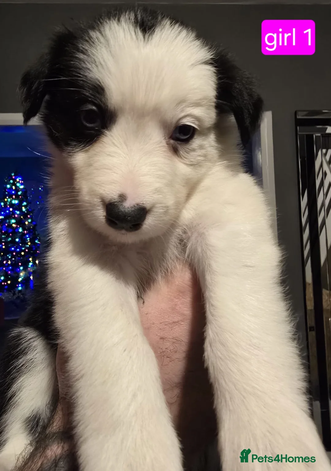 Border Collie dogs for sale: Border collie pups  - Advert 33