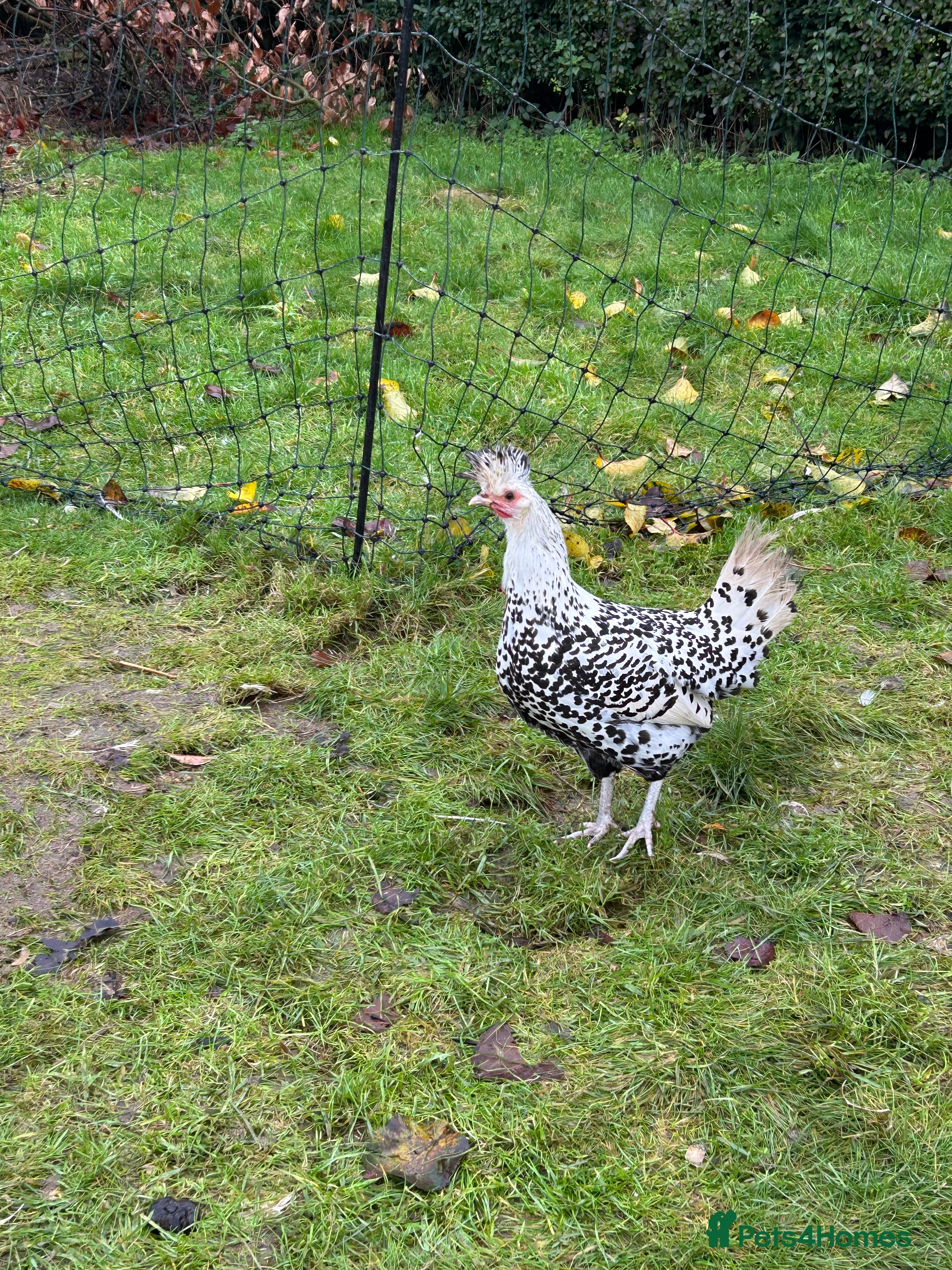 Chickens poultry Silver appenzeller hens  - Advert 3