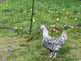 Chickens poultry Silver appenzeller hens - Advert 1