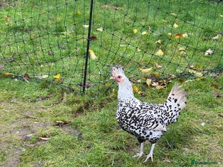 Chickens poultry Silver appenzeller hens - Advert 12