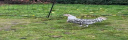 Chickens poultry for sale: Silver appenzeller hens  - Advert 1