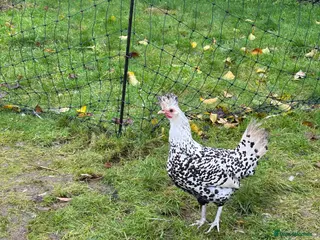 Chickens poultry Silver appenzeller hens - Advert 20