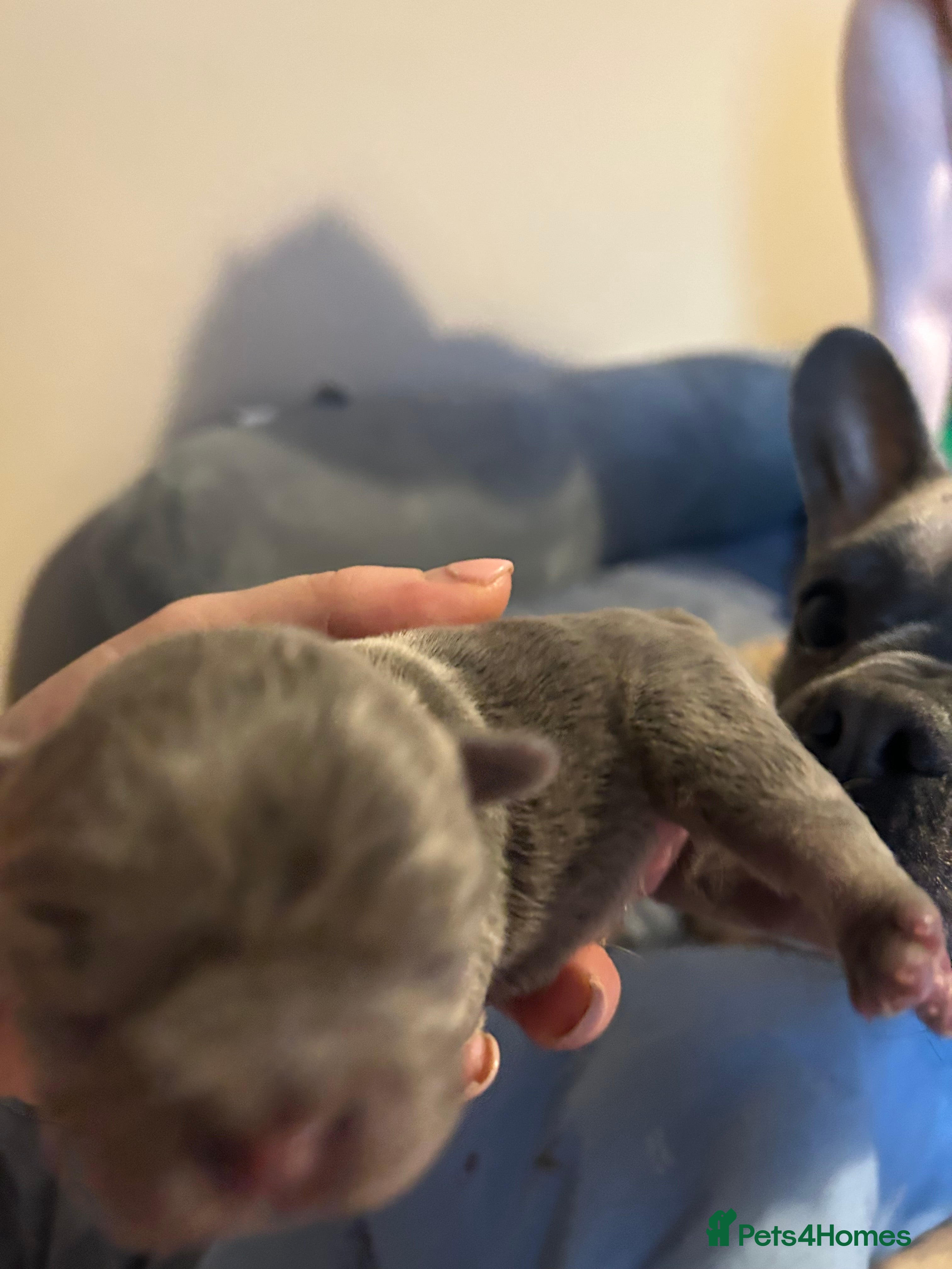 French Bulldog dogs Lilac French bulldog puppies  - Advert 8