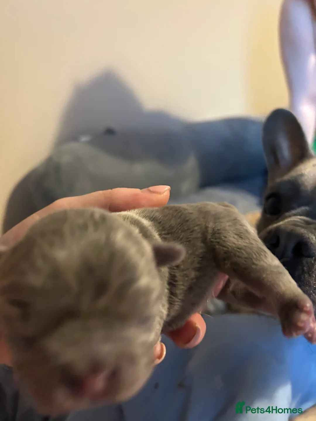 French Bulldog dogs for sale: Lilac French bulldog puppies  - Advert 1