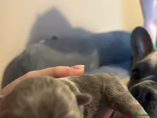 French Bulldog dogs Lilac French bulldog puppies - Advert 4