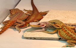 Bearded Dragon reptiles for sale: Various Hi End Bearded Dragons - Image 3