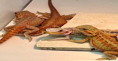 Bearded Dragon reptiles - Advert 5