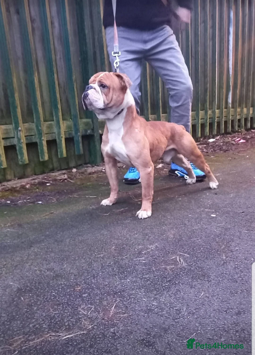 Olde English Bulldogge dogs for stud: Olde English bulldogge for stud  in Heywood - Advert 2