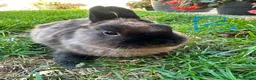 Netherland Dwarf rabbits for sale: Netherland Dwarf rabbits for sale  - Advert 3