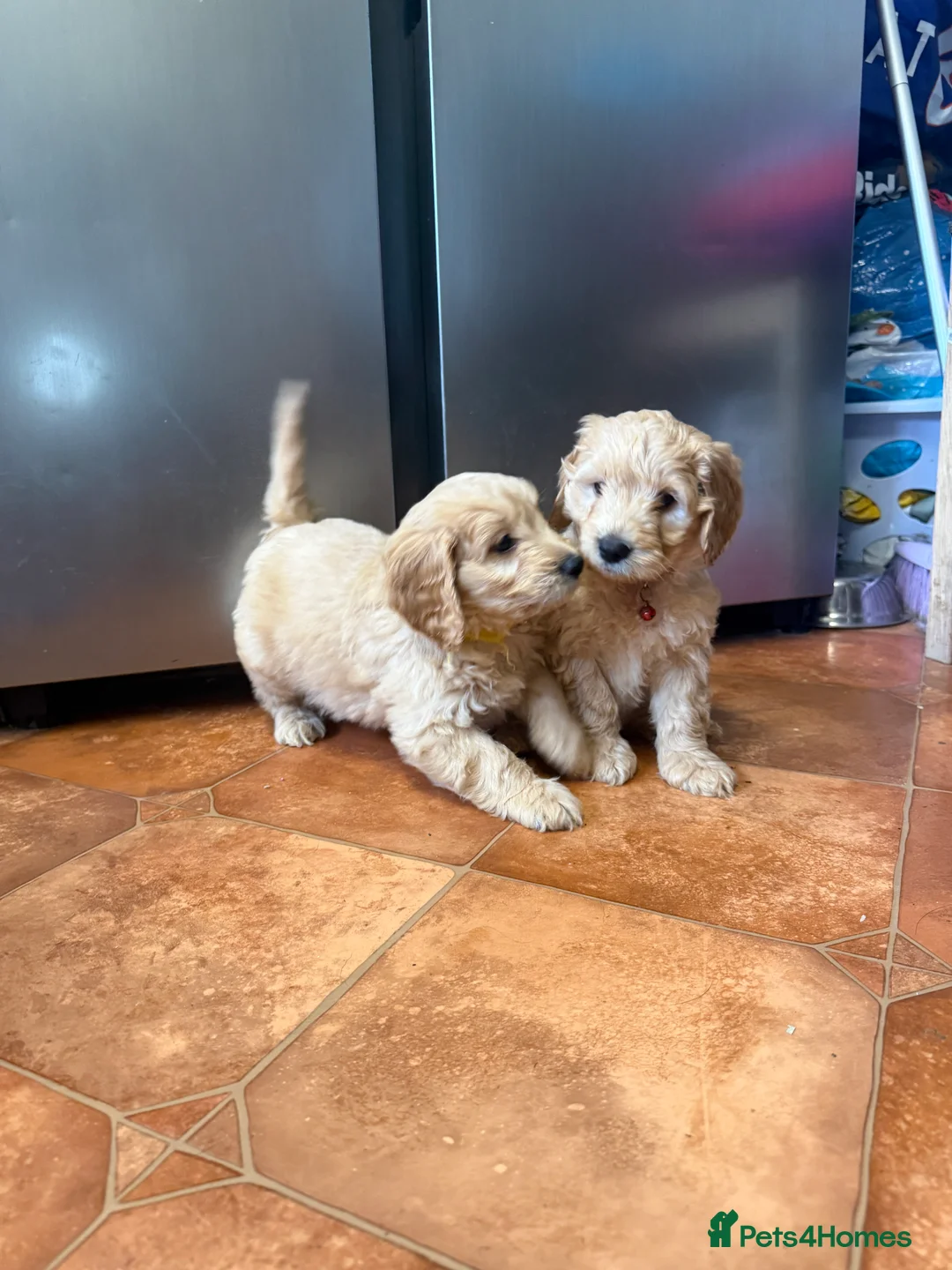 Cockapoo dogs for sale: Beautiful Health Tested Cockapoo Puppies - Advert 3