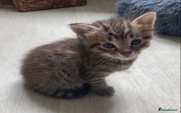 British Shorthair cats for sale: Kittens  - Image 19