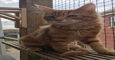 Maine Coon cats in Rotherham - Advert 13
