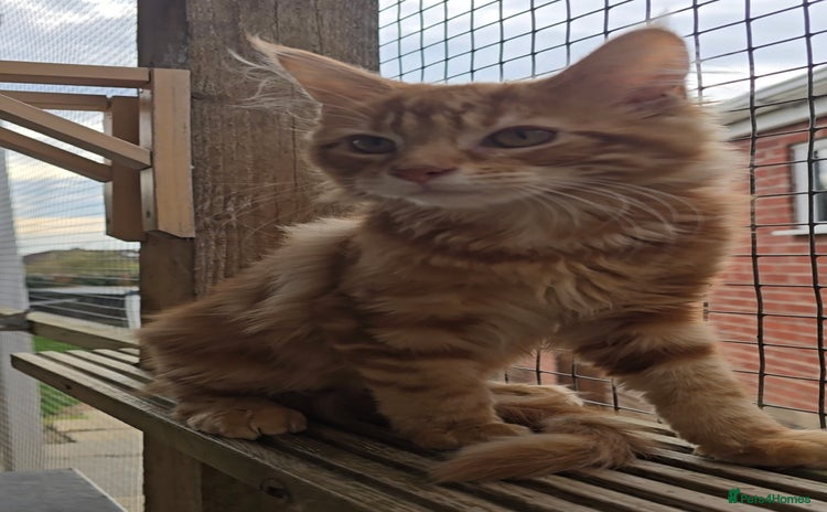 Maine Coon cats in Rotherham - Advert 9