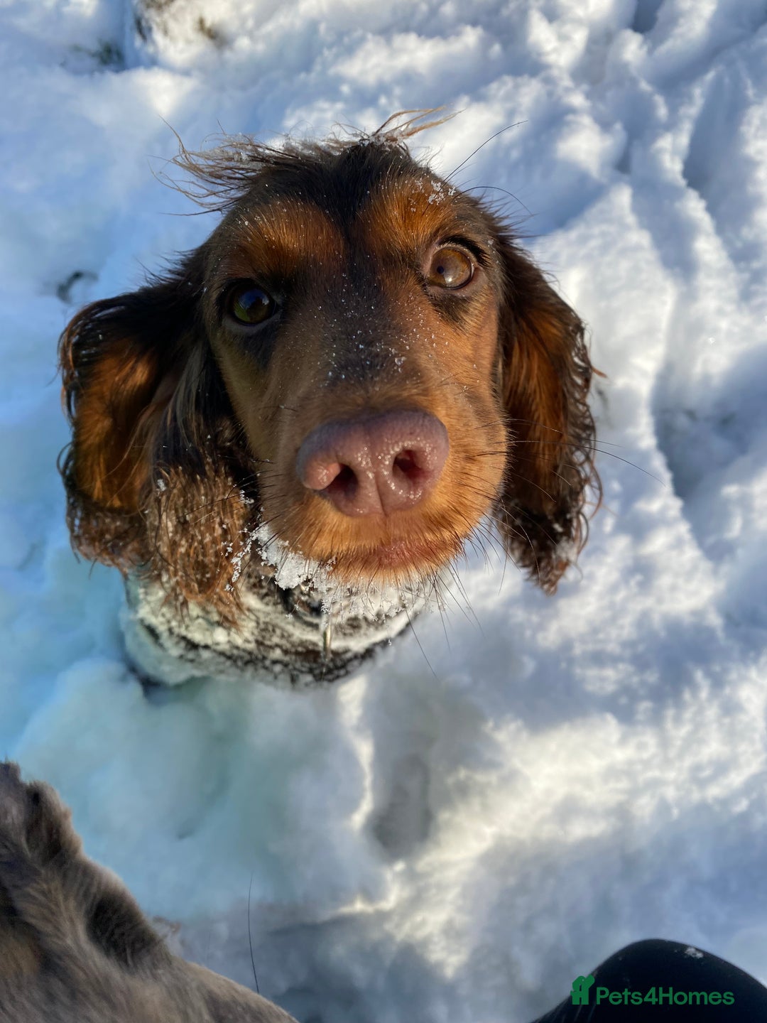 Cocker Spaniel dogs for sale: Tricolour choc and tan cocker spaniels  - Advert 9