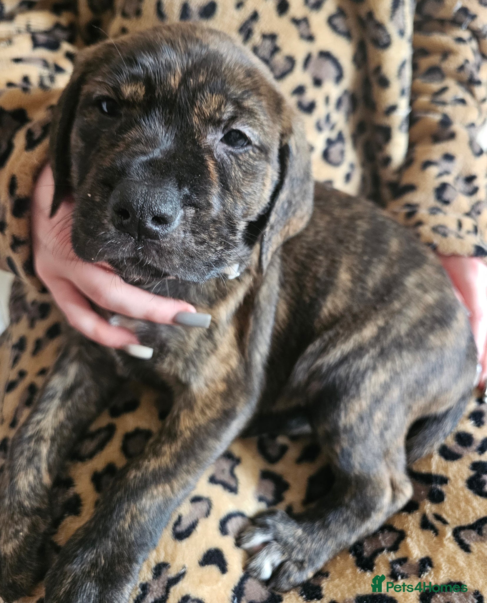 Mixed Breed dogs Bullmastiff cross puppies - Advert 1