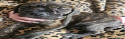 Mixed Breed dogs for sale: Bullmastiff cross puppies - Advert 1