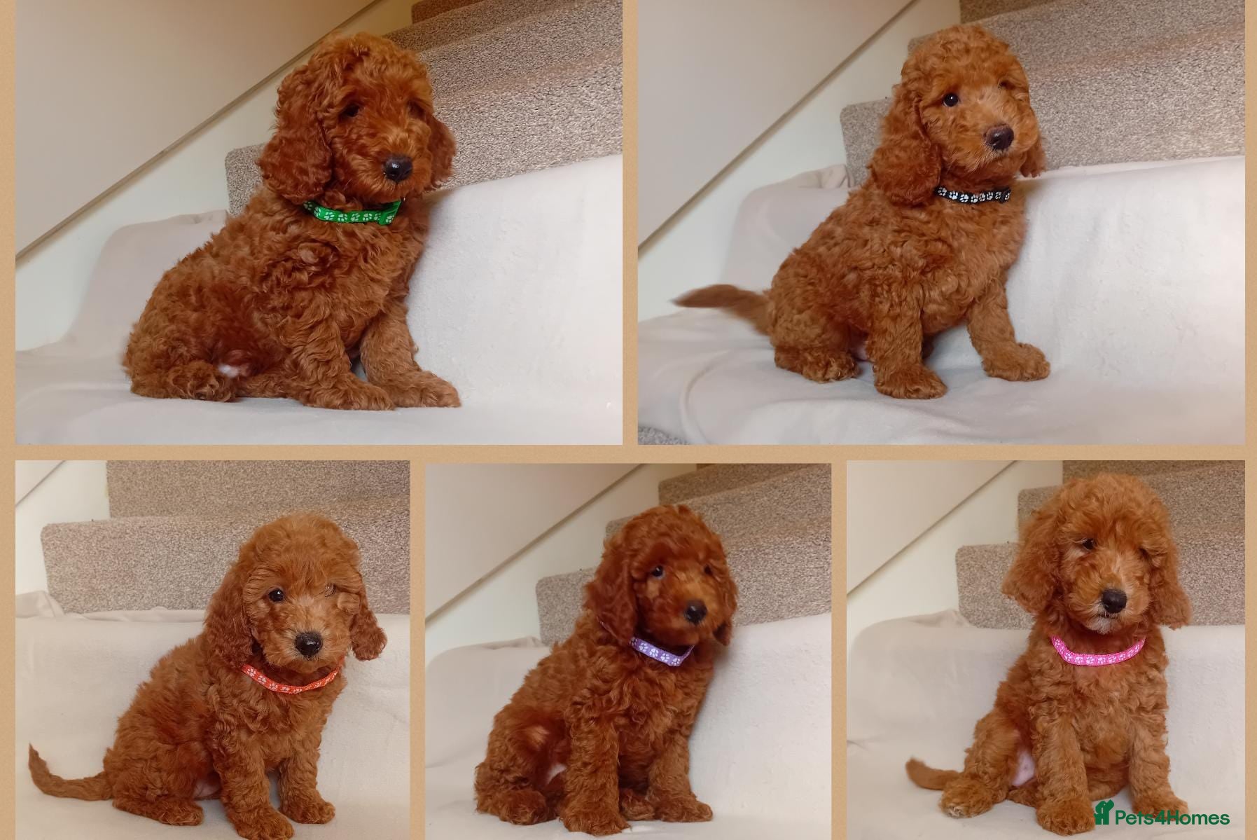 Goldendoodle dogs 🐶🐶 Miniature Red Goldendoodle Puppies 🐶🐶 - Advert 1