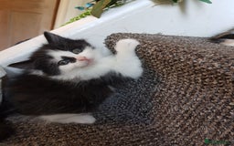 Mixed Breed cats for sale: Long & short-haired kittens  in Leicester - Image 3