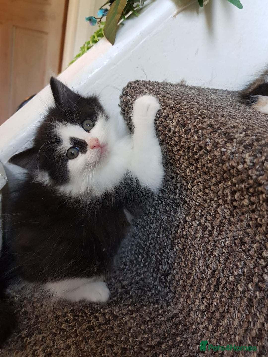 Mixed Breed cats for sale: Long & short-haired kittens  in Leicester - Image 3