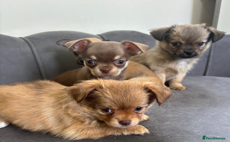 Chihuahua dogs - Advert 1
