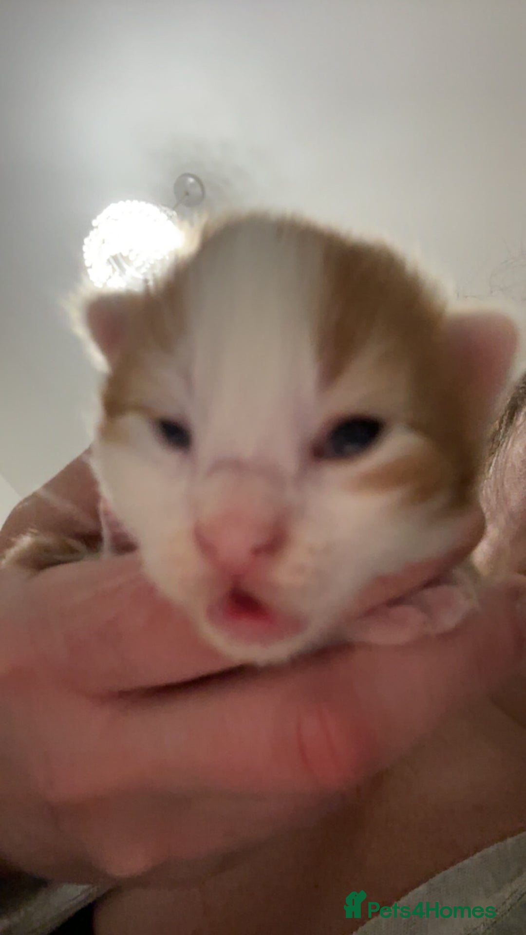 Maine Coon cats for sale: Maine coon mix kittens  - Image 13