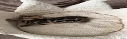 Bengal cats for sale: TICA pure breed Bengal kittens available.  - Advert 27