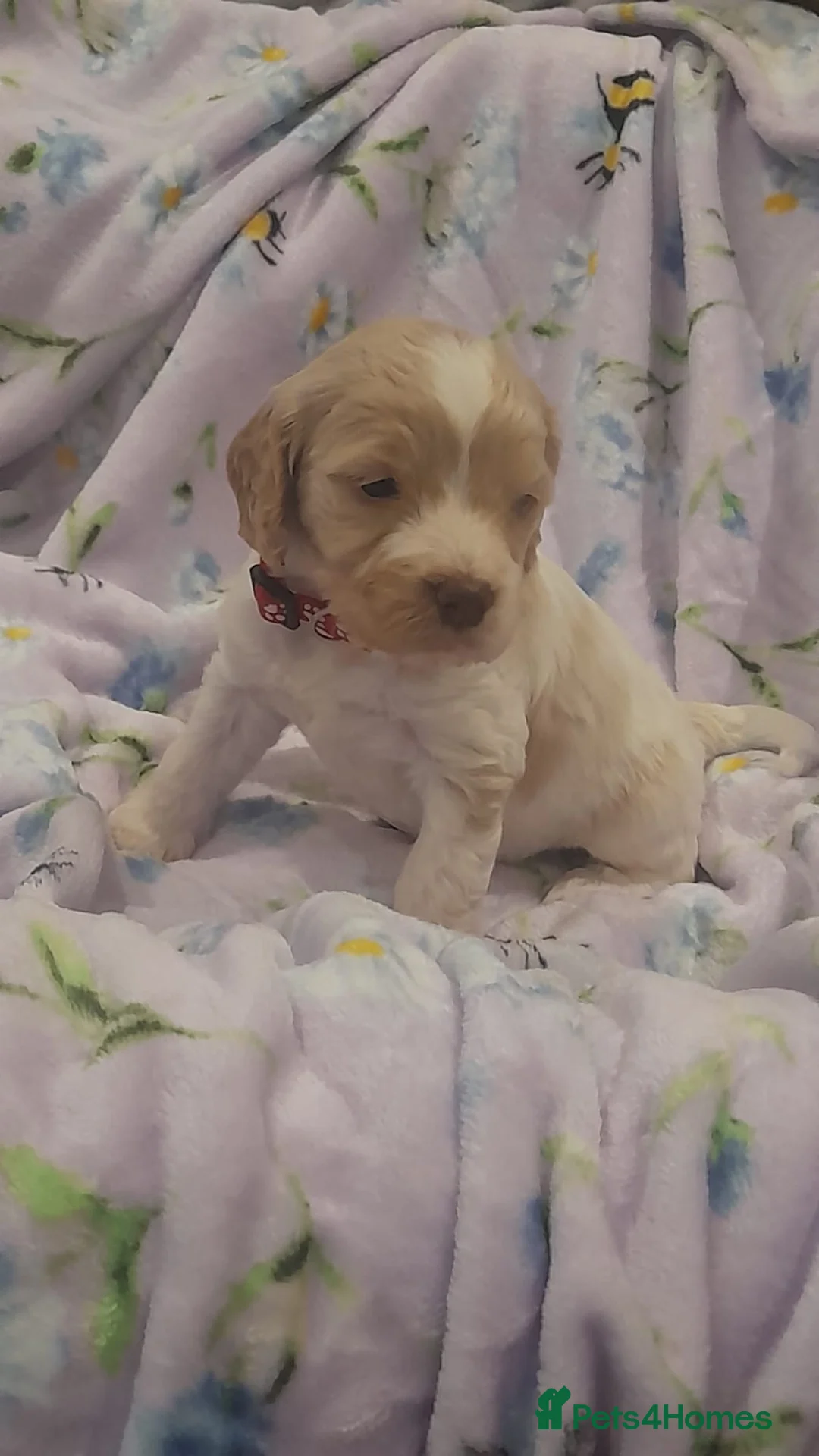 Cockapoo dogs for sale: Exceptional F1 cockapoo puppies  - Advert 1