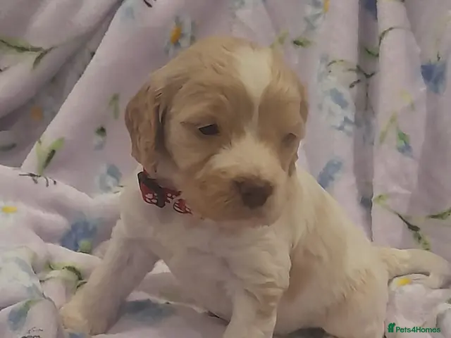 Cockapoo dogs for sale: Exceptional F1 cockapoo puppies - Advert 1
