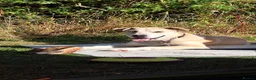 Mixed Breed dogs for adoption: Dougie - Advert 2